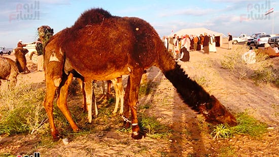 ألوان الإبل في السعودية