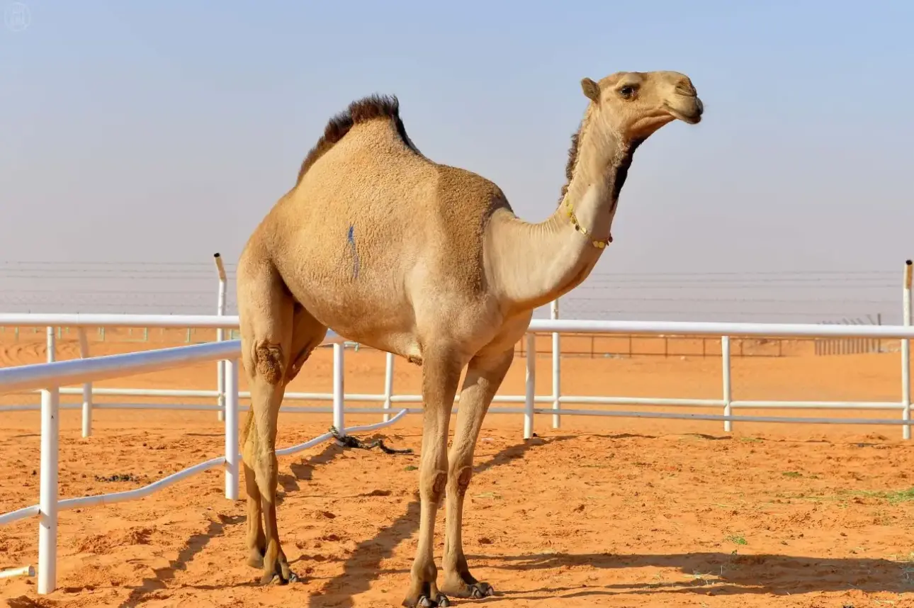 ألوان الإبل في السعودية