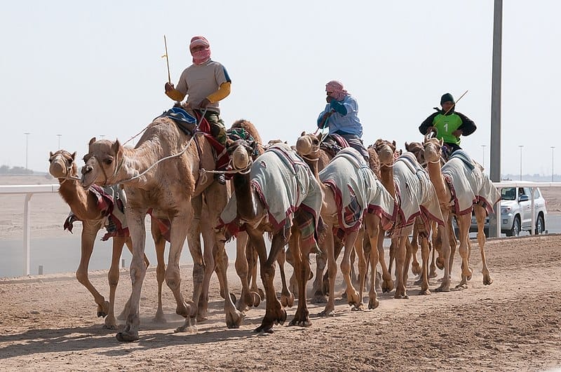 سباق الهجن في مضمار الشحانية